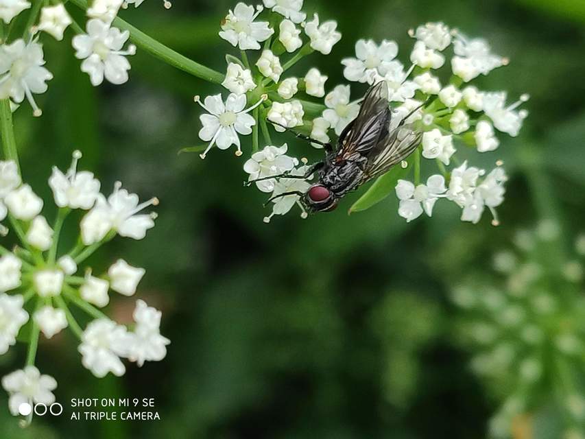 Phyto melanocephala
