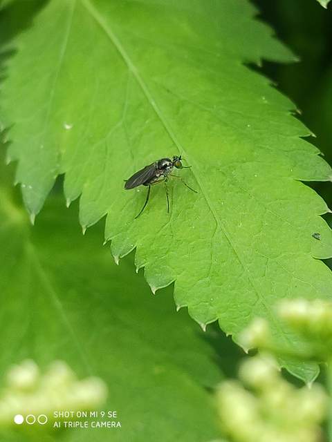 Dolichopodidae - szúnyoglábú legyek