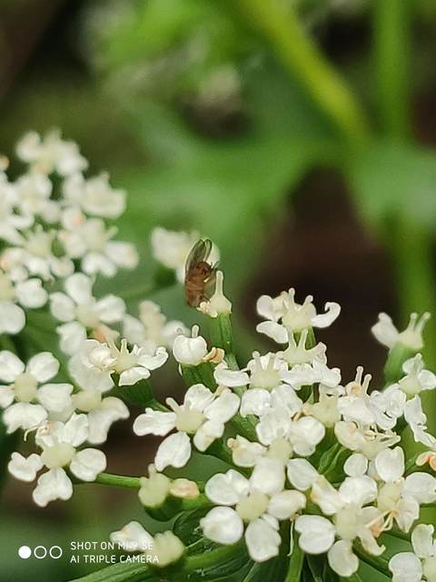 Drosophilidae - muslicafélék