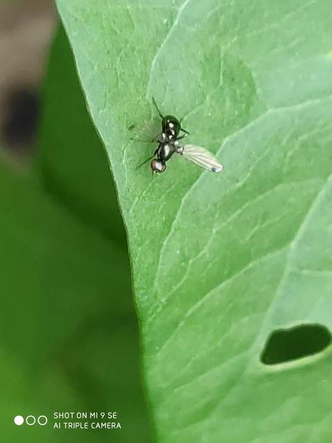 Sepsidae - billegetőlégyfélék
