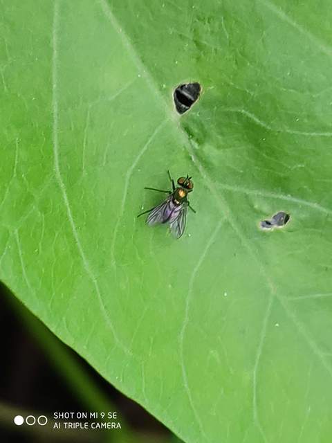 Dolichopodidae - szúnyoglábú legyek