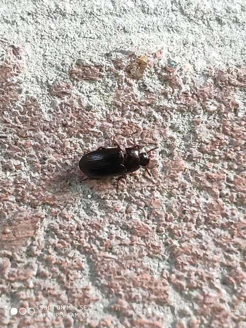 Alphitobius diaperinus