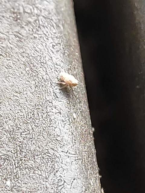 Delphacidae - sarkantyús kabócák