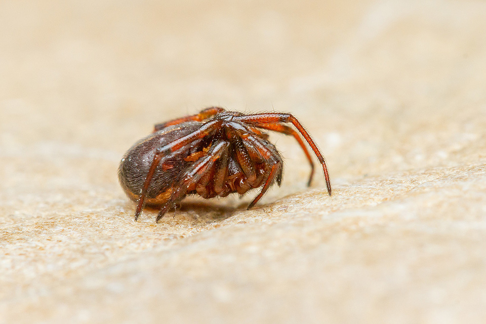 Steatoda bipunctata - kétpettyes faggyúpók