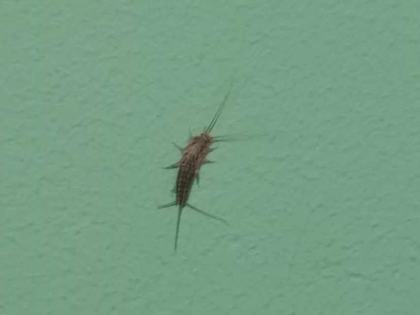 Ctenolepisma lineatum - sávos ősrovar