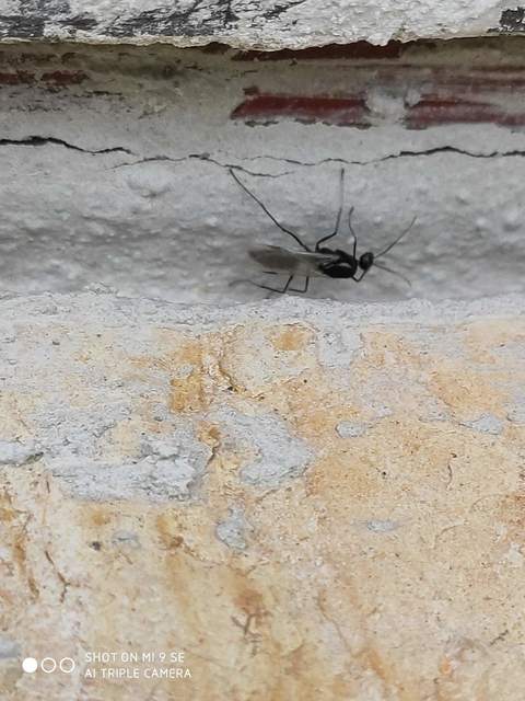 Camponotus
