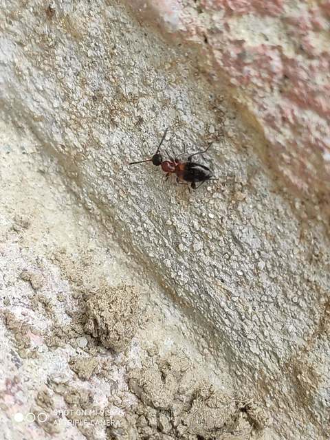 Anthelephila pedestris - hangyaszerű fürgebogár