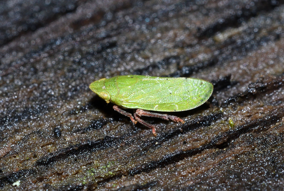 Tettigometridae - bőröskabócák