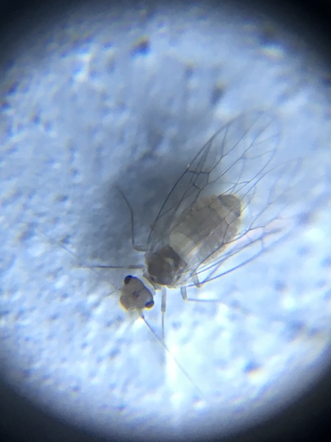 Psocoptera - Fürgetetvek