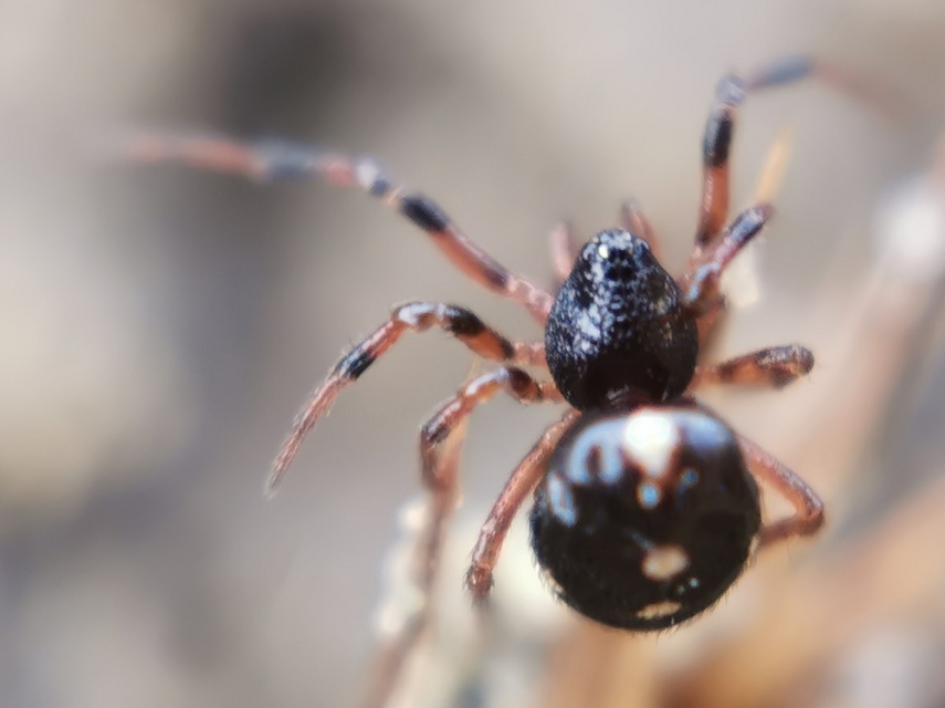 Crustulina guttata