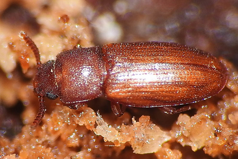 Palorus