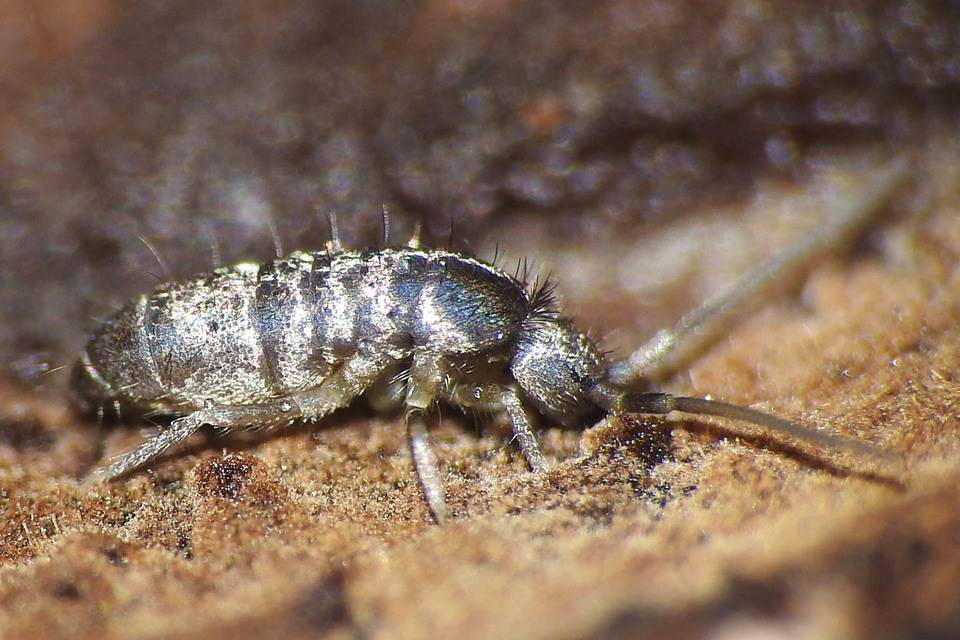 Tomoceridae