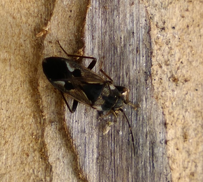 Rhyparochromus vulgaris - közönséges díszesbodobács
