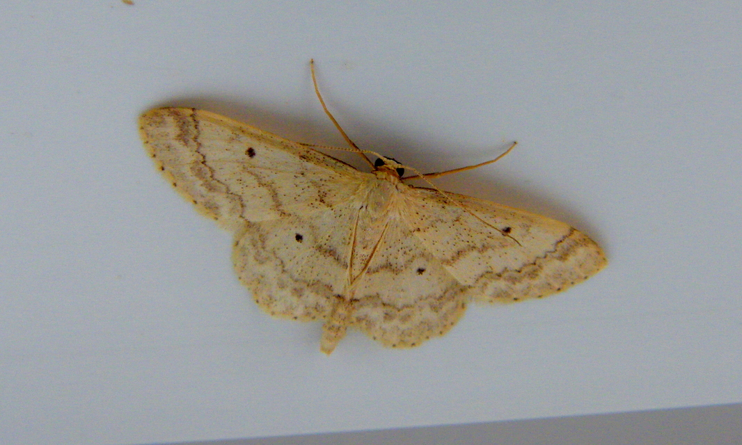 Idaea biselata - mocsári sávosaraszoló