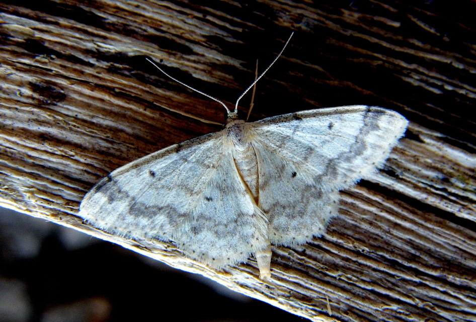 Idaea biselata - mocsári sávosaraszoló