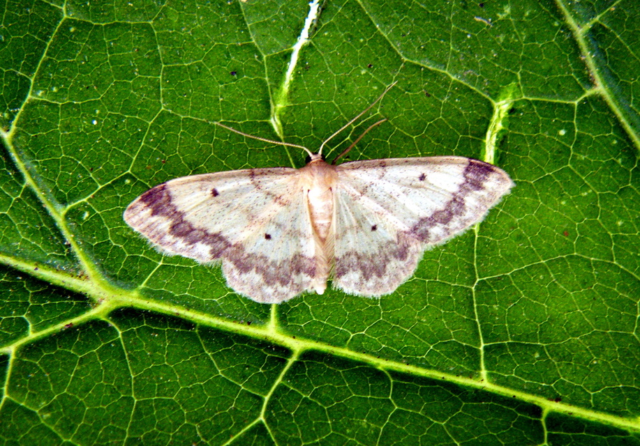 Idaea biselata - mocsári sávosaraszoló