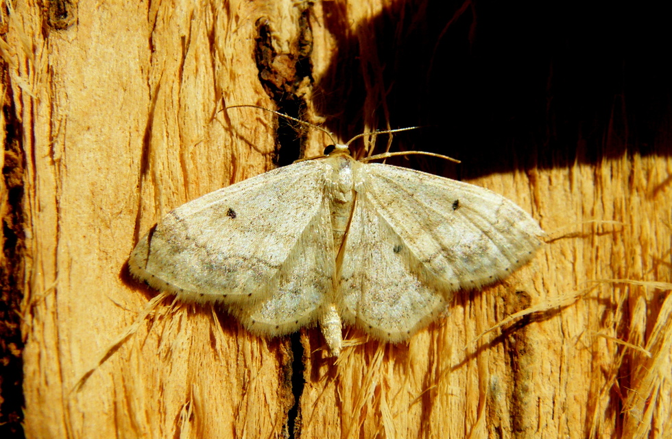 Idaea biselata - mocsári sávosaraszoló