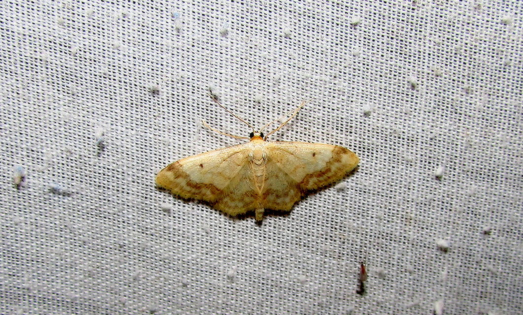 Idaea biselata - mocsári sávosaraszoló