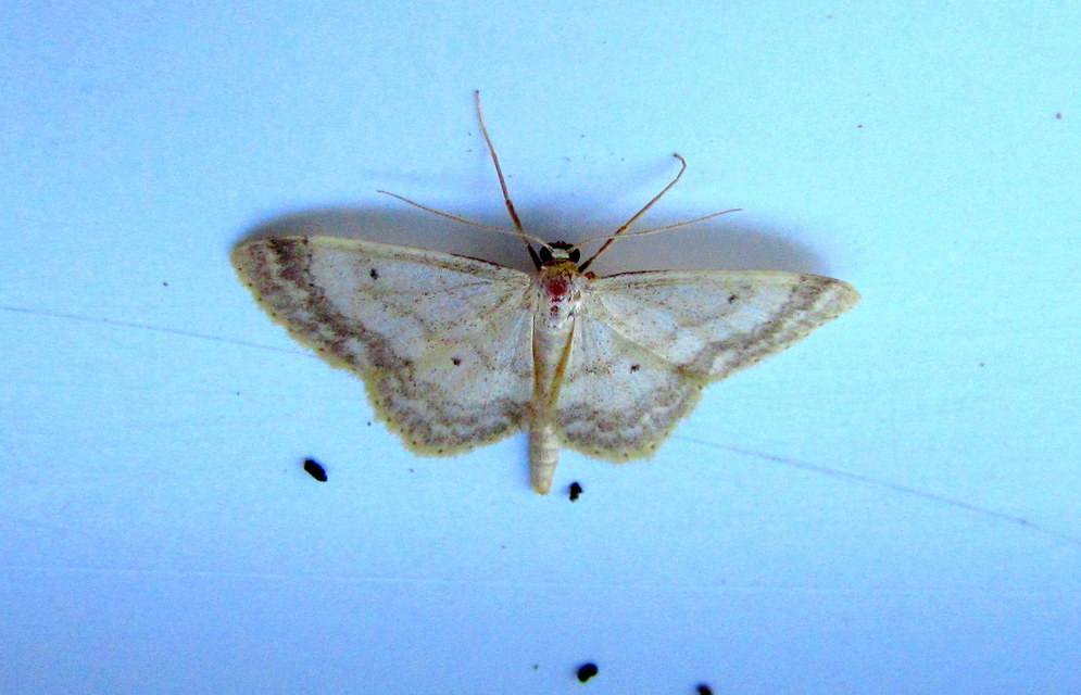 Idaea biselata - mocsári sávosaraszoló