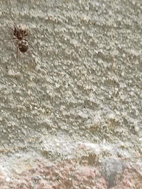 Phrurolithus