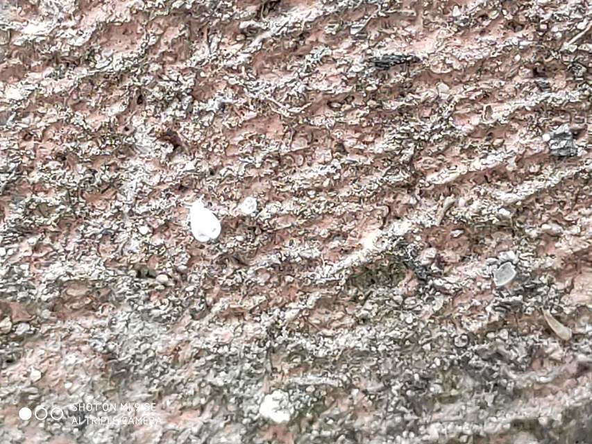 Aleyrodidae