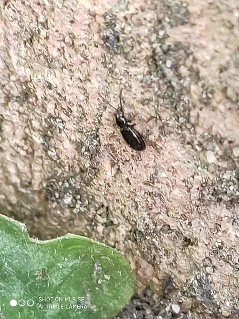 Bembidion