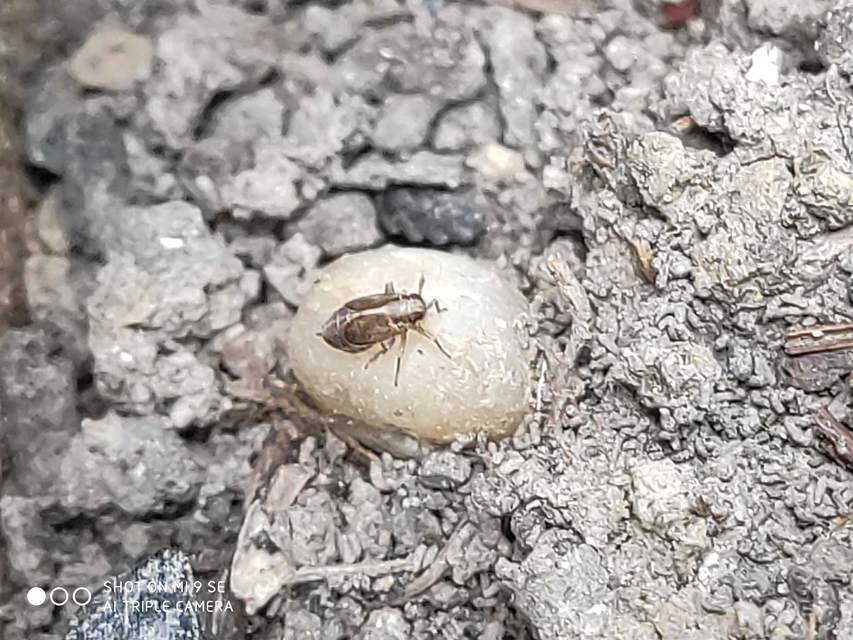 Delphacidae - sarkantyús kabócák