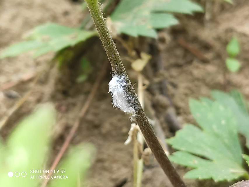 Metcalfa pruinosa - amerikai lepkekabóca