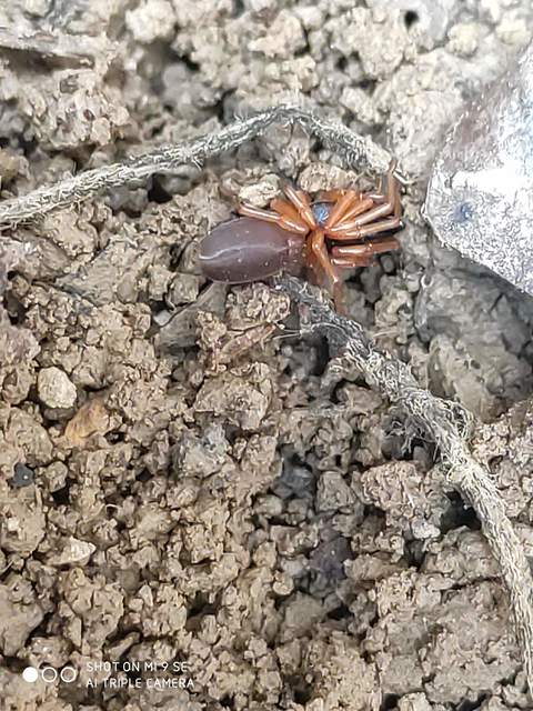 Dysdera