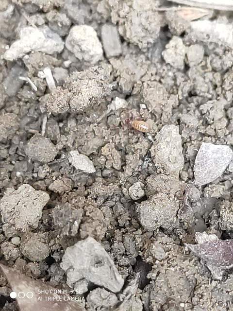 Pseudoscorpionida - Álskorpiók
