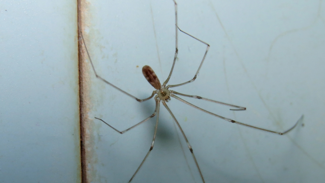 Pholcus phalangioides - nagy álkaszáspók Pholcus phalangioides - nagy álkaszáspók