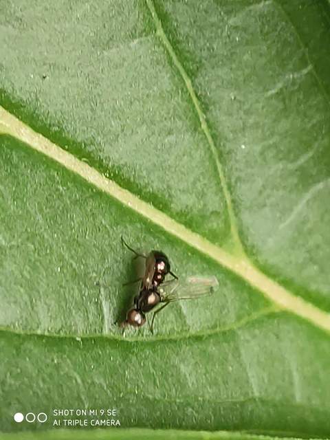 Sepsidae - billegetőlégyfélék