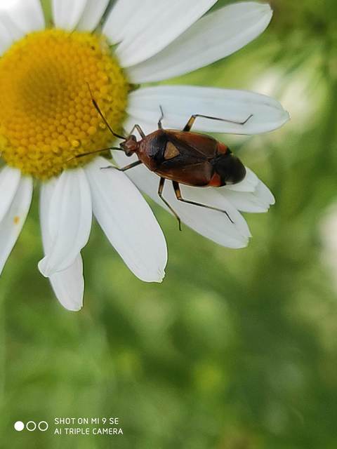 Deraeocoris ruber - vöröses mezeipoloska