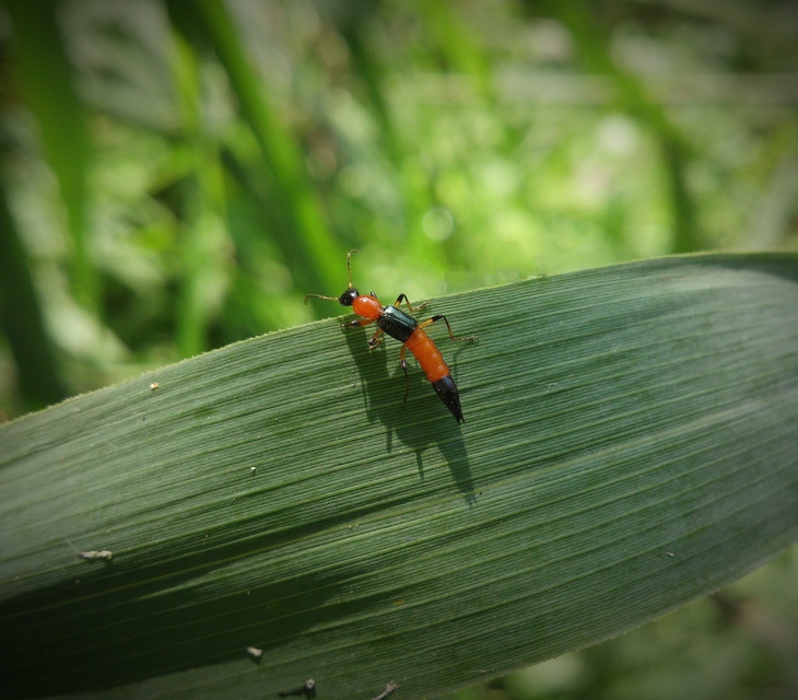 Paederus