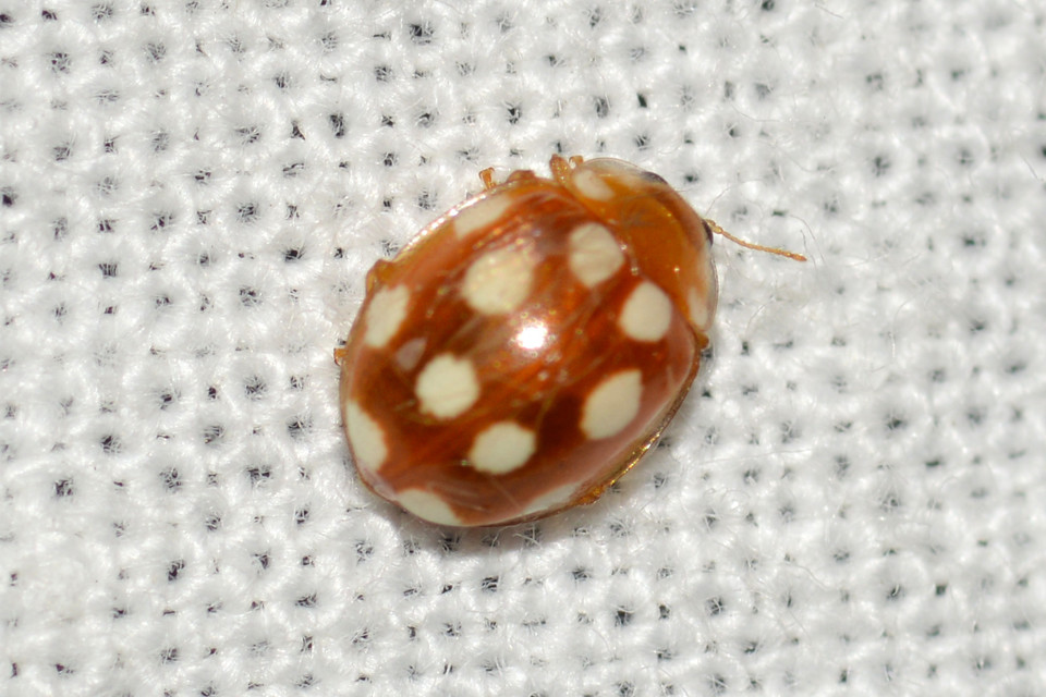 Vibidia duodecimguttata - tizenkétcseppes füsskata