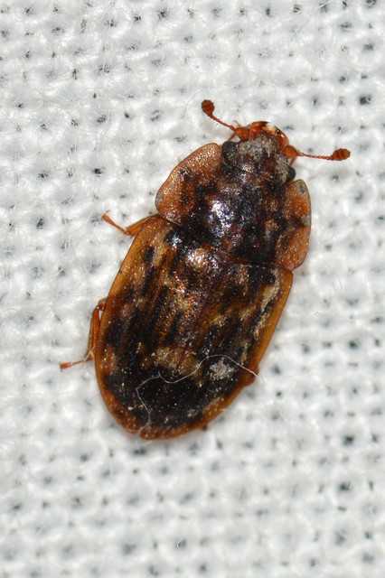 Soronia grisea - pettyegetett fénybogár
