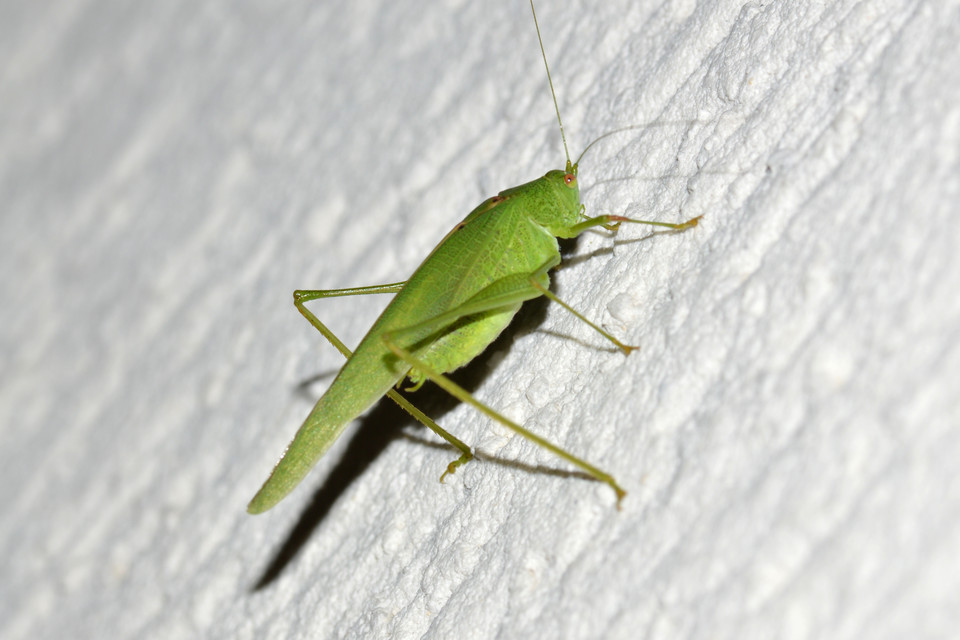 Phaneroptera nana - pontozott repülőszöcske