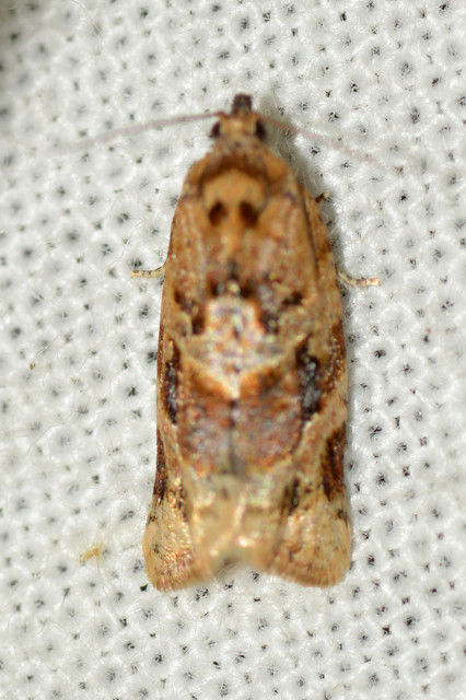 Argyrotaenia ljungiana - ékes sodrómoly