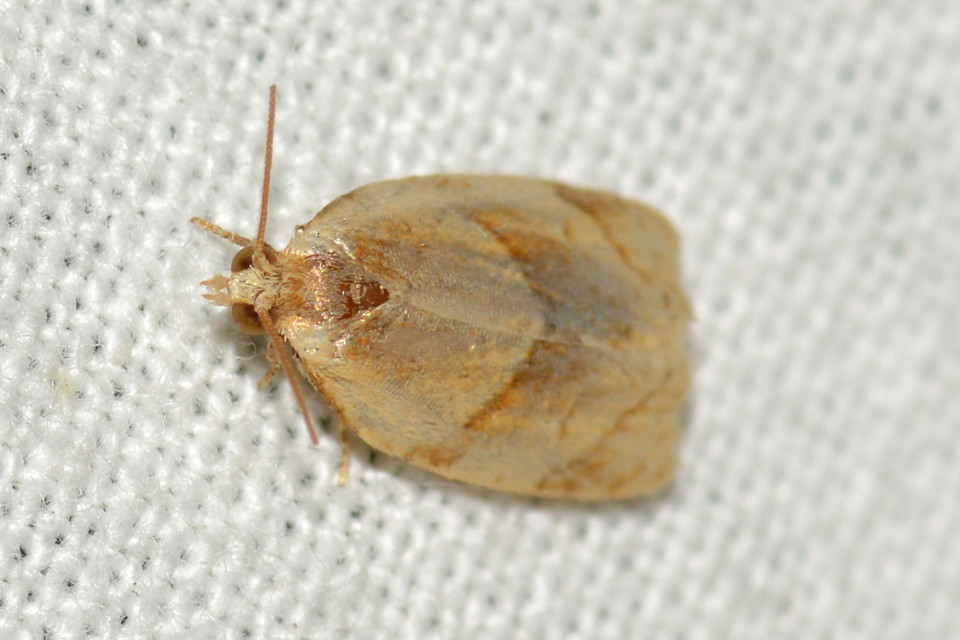 Clepsis rurinana - fakó sodrómoly