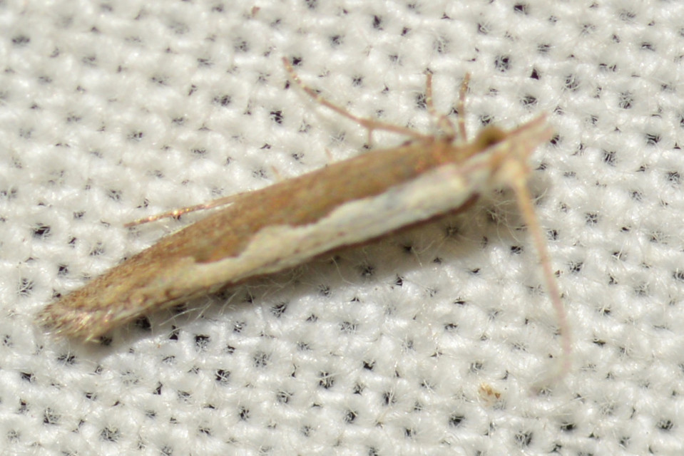 Plutella xylostella - káposztamoly