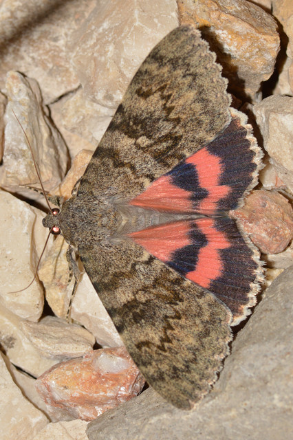 Catocala elocata - közönséges övesbagoly