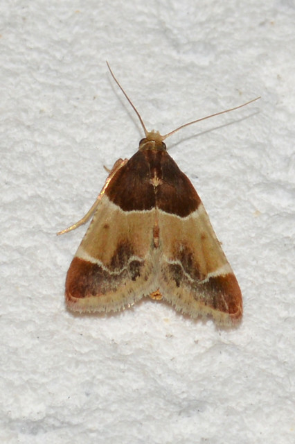 Pyralis farinalis - lisztilonca