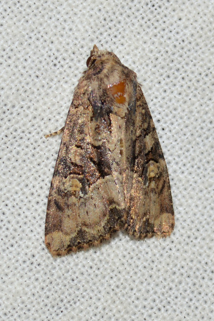 Mesapamea secalella/secalis