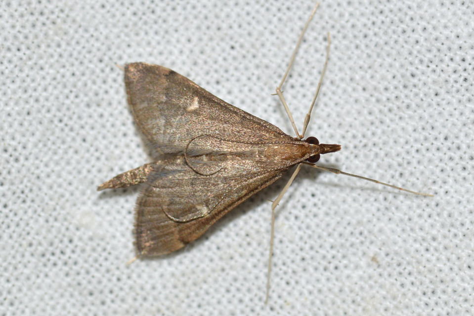 Dolicharthria punctalis - hosszúlábú tűzmoly