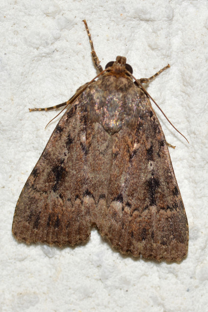 Amphipyra berbera/pyramidea