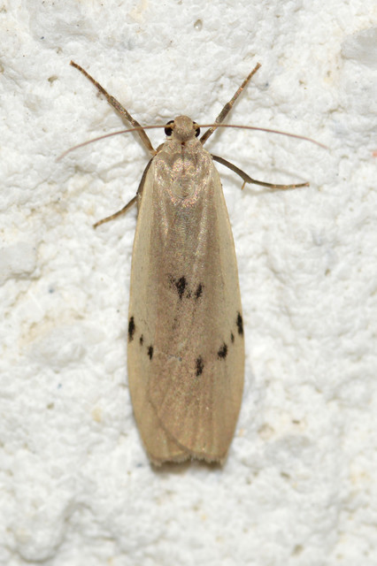 Pelosia muscerda - hamvas zuzmószövő