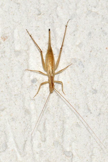 Oecanthus pellucens - pirregőtücsök