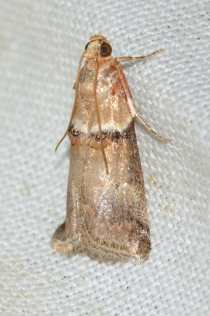 Acrobasis tumidana - bordás karcsúmoly