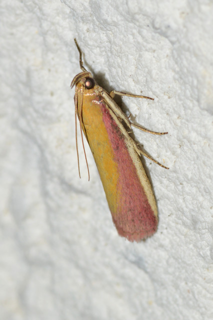 Oncocera semirubella - lucernamoly