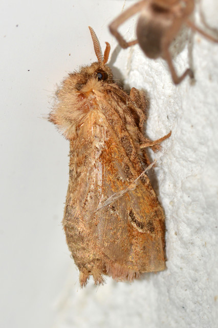 Triodia sylvina - kis gyökérrágólepke